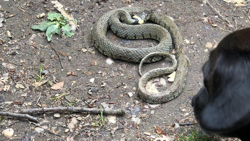 Dog looking at a snake on the ground