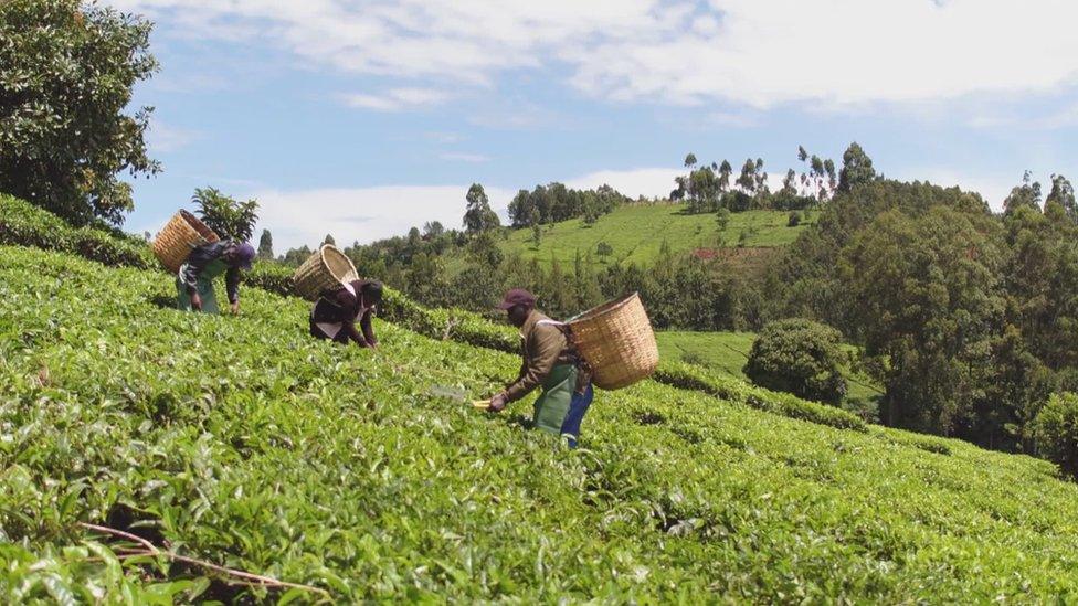 Tea pickers