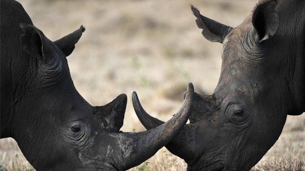 A close up of the faces of two rhino