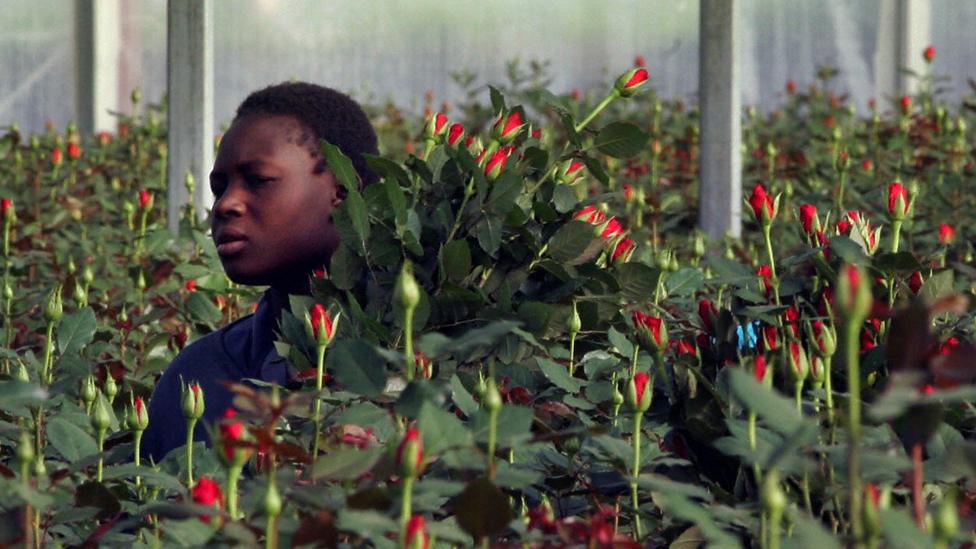 Man collecting flowers in a greenhouse