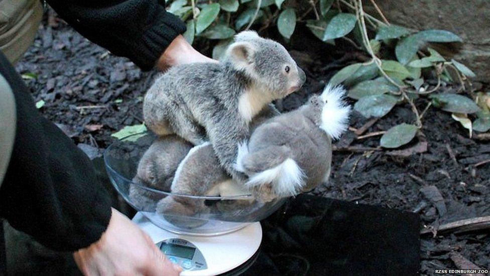 Koala