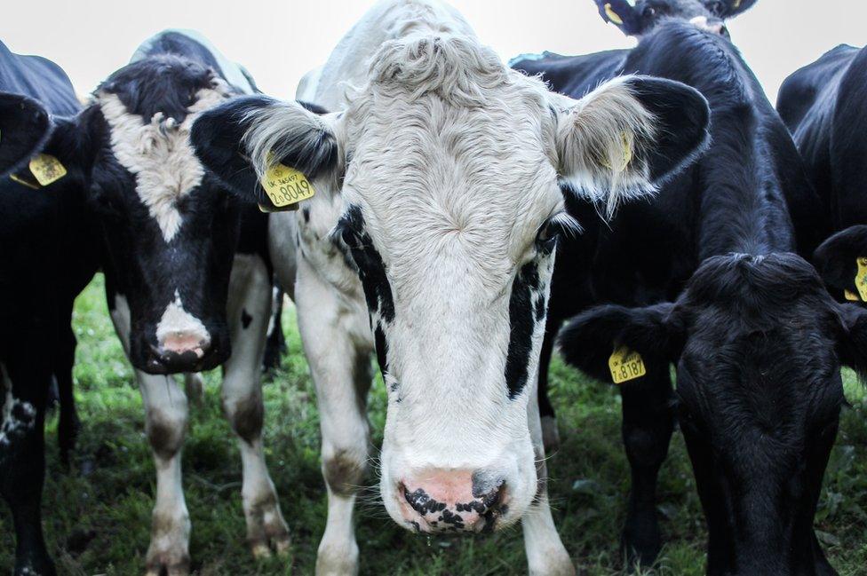 A group of cows