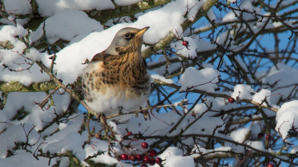 A garden bird in a snowy tree