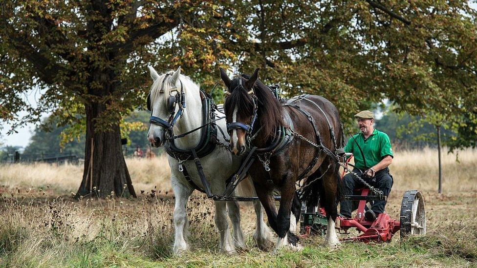 Horse-drawn farming