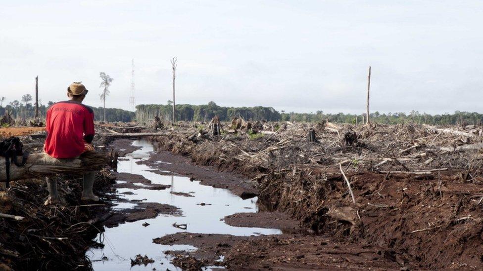 Forest loss, Borneo