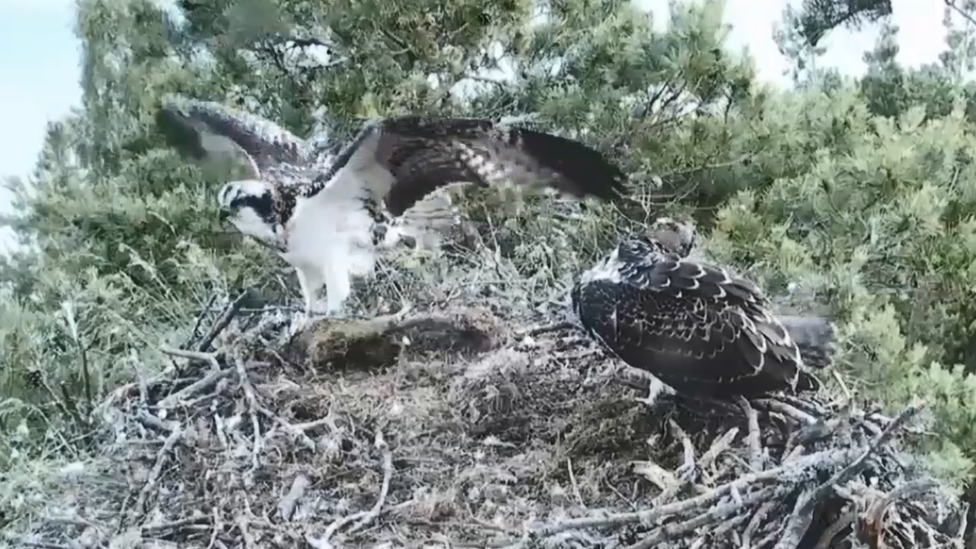 osprey chick fledges