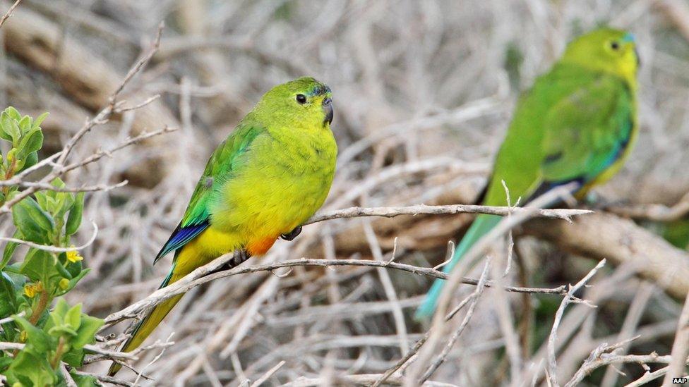 Australia's Orange-bellied Parrot