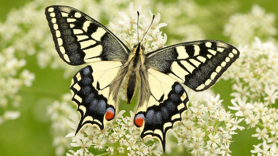 Swallowtails