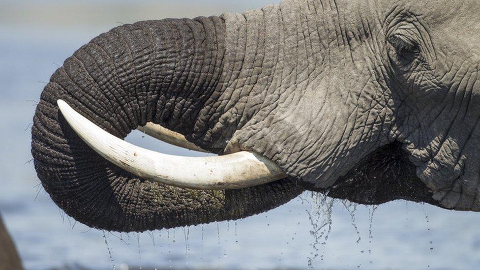elephant, close up