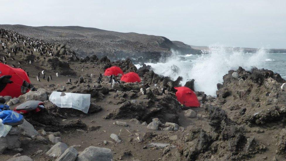 Catrin has helped scientists and documentary makers work with penguins