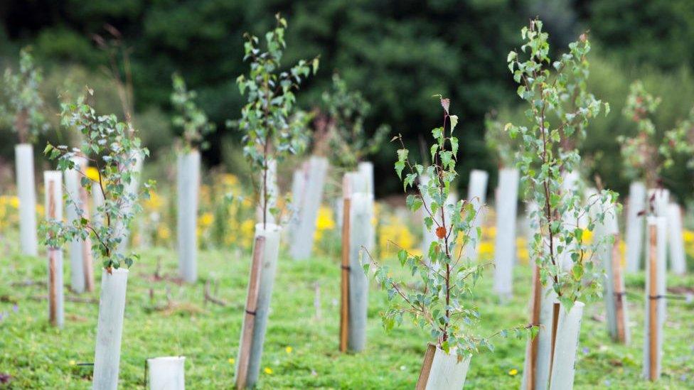 Newly planted trees