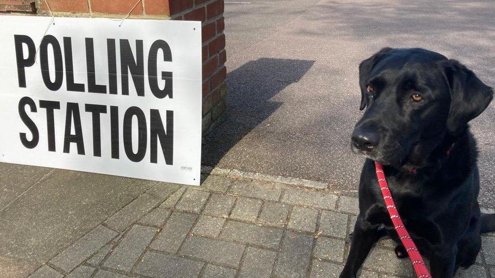 Dog at a polling station