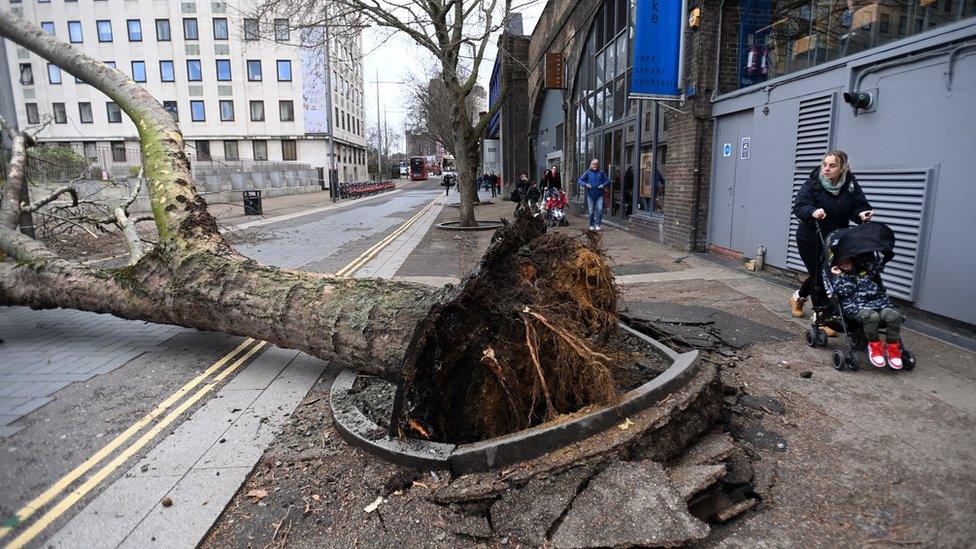 People move passed falled tree in Waterloo