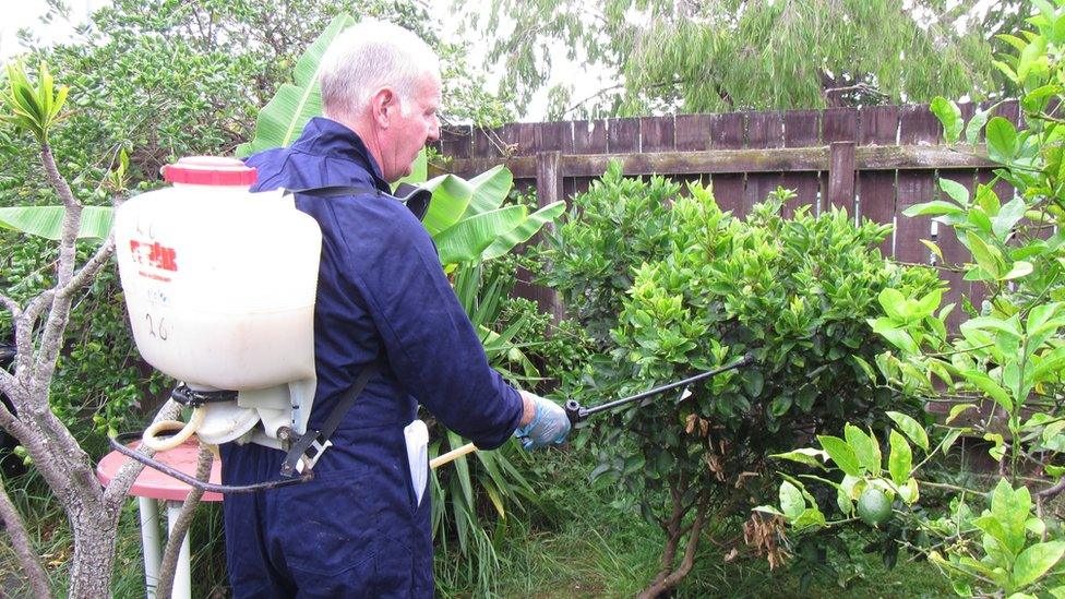 A worker applies insecticide at an Auckland property