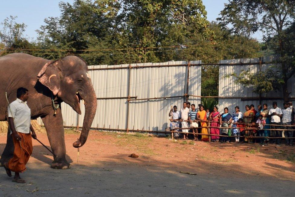 Elephant at the camp