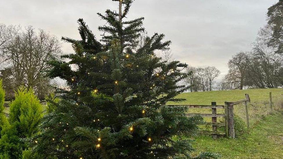 Christmas tree with lights on amongst many trees against a dark sky