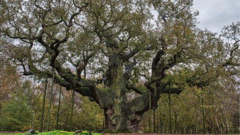 Major Oak