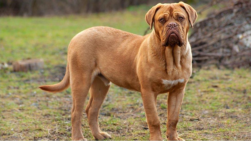 A French mastiff