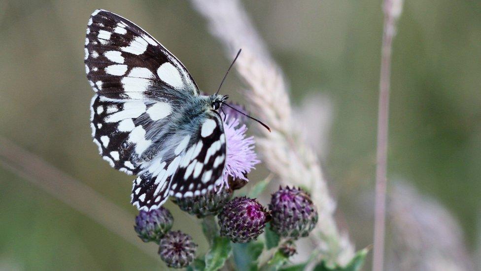 Marbled white butterfly