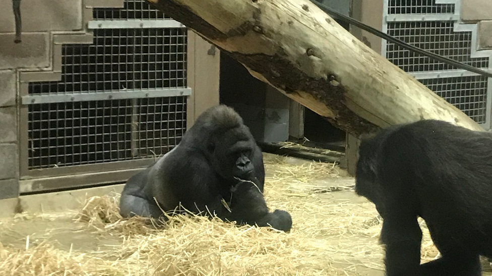 Gorillas at Belfast Zoo in 2018