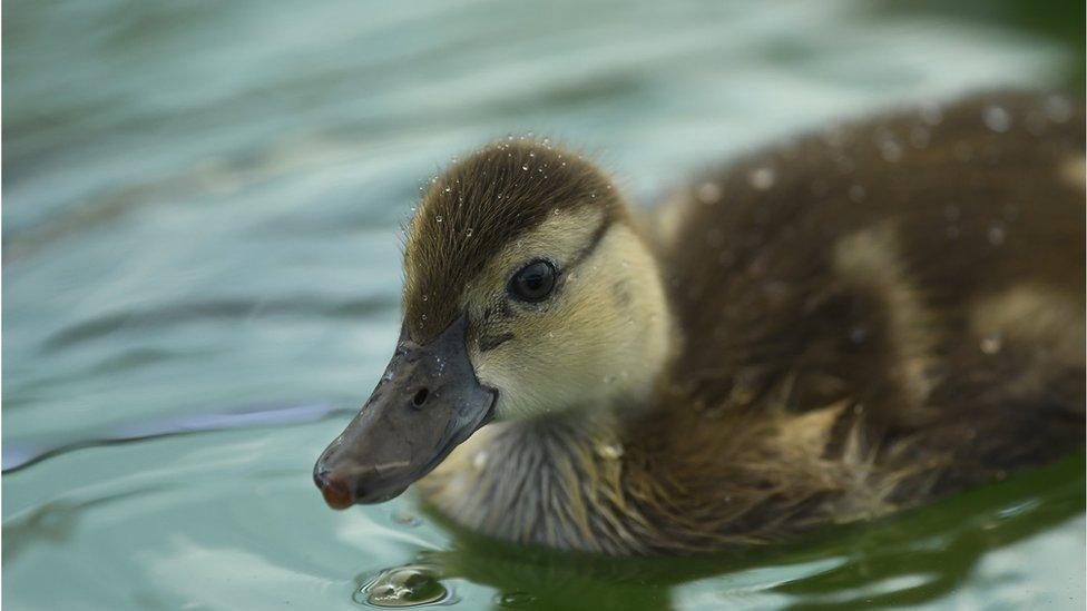 Duckling in lakeside aviary