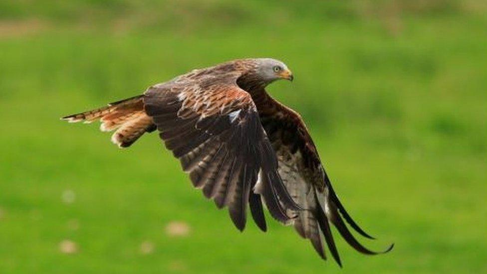 Red kite