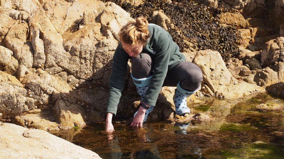 Laura Bampton rockpooling