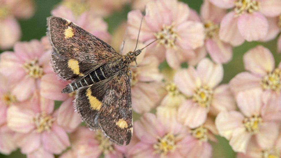 A mint moth on a flower