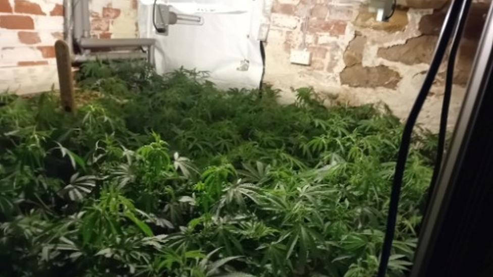 Cannabis farm in Harrogate