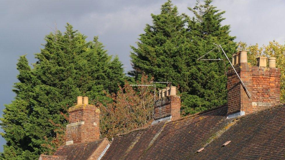 Tree poking above nearby houses