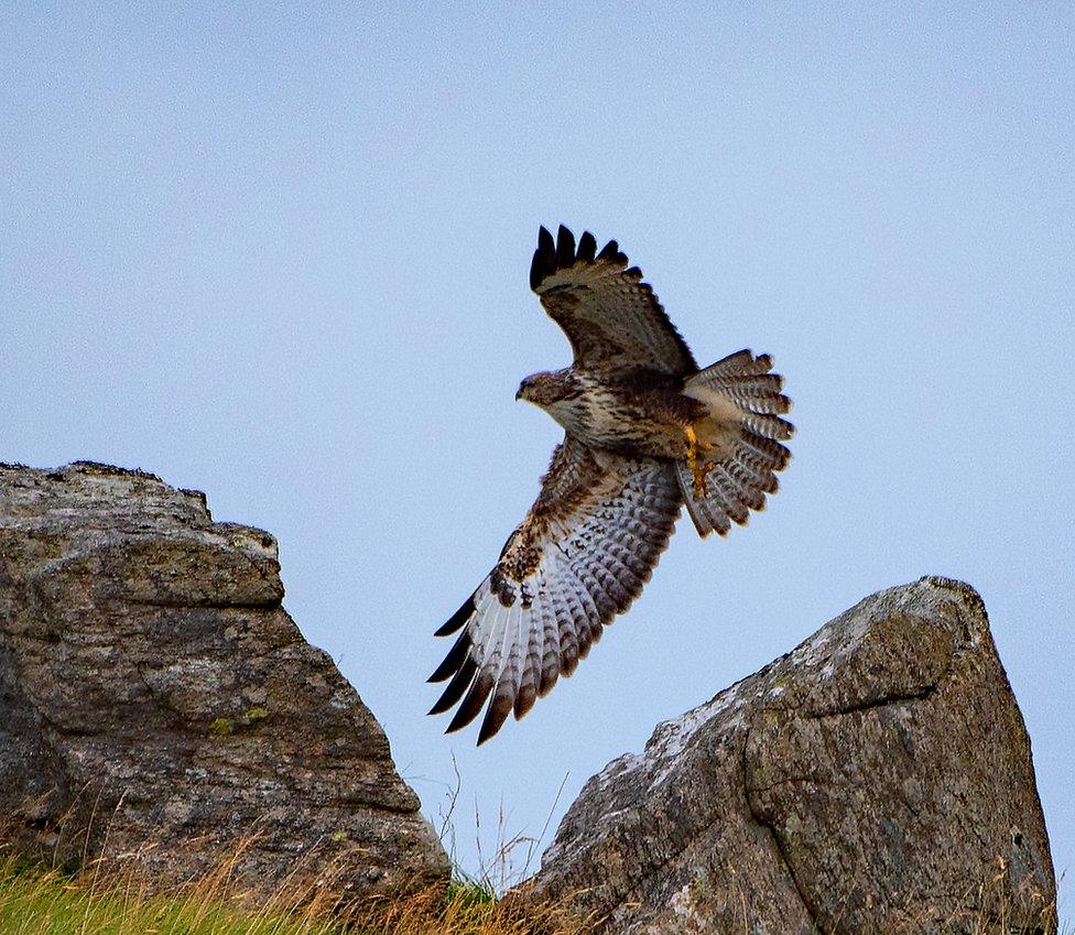 Buzzard Buzzard in Uig, Lewis