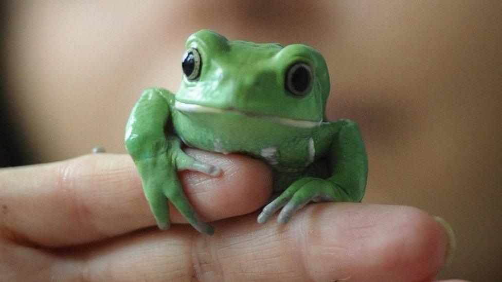 tree frog