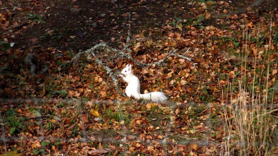 White red squirrel