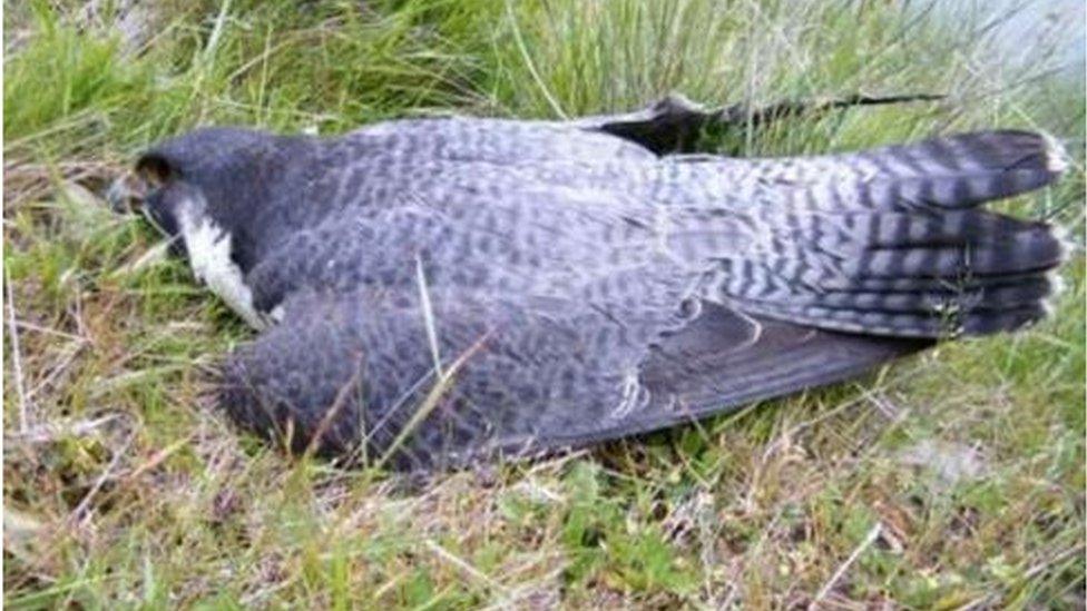 Poisoned peregrine