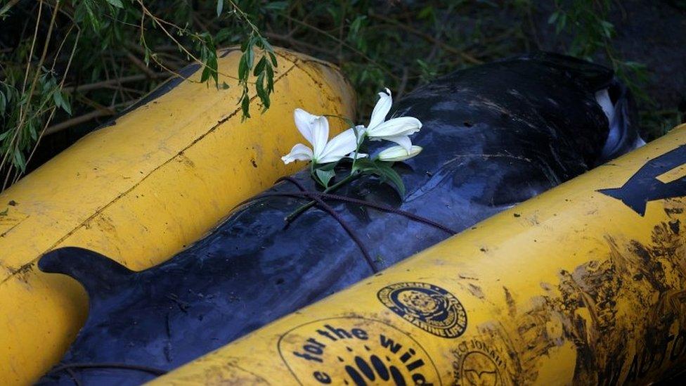 Flowers on dead whale