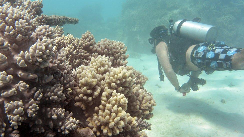 A driver in the Great Barrier Reef