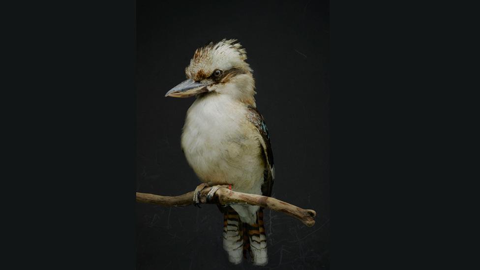 Kookaburra