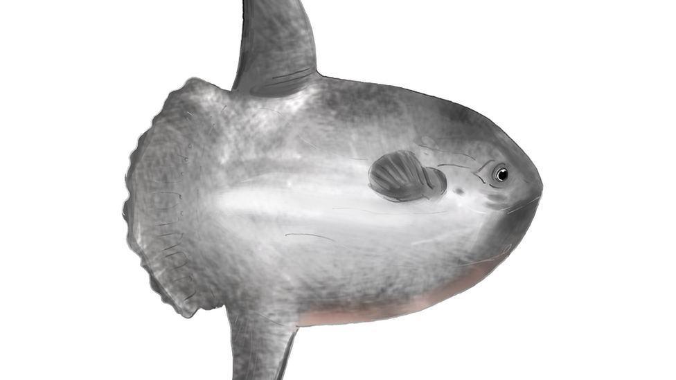 sunfish