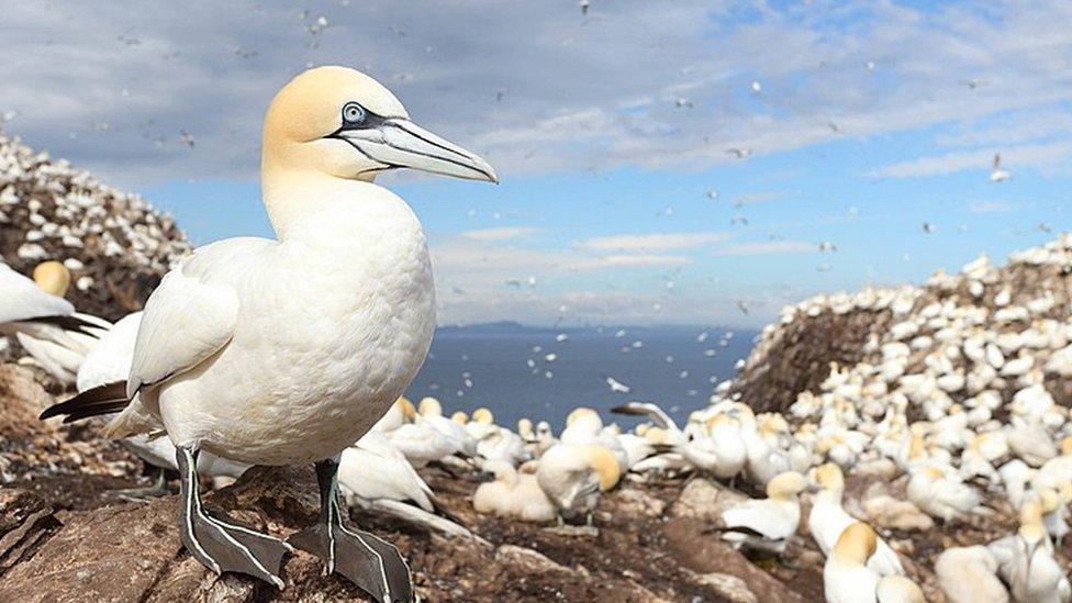 Northern gannet