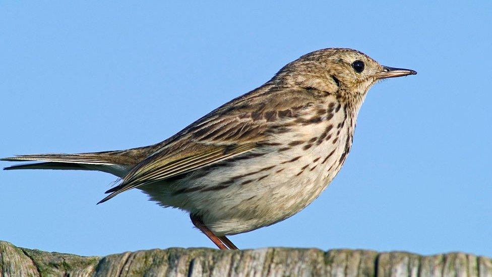 Meadow pipit (A