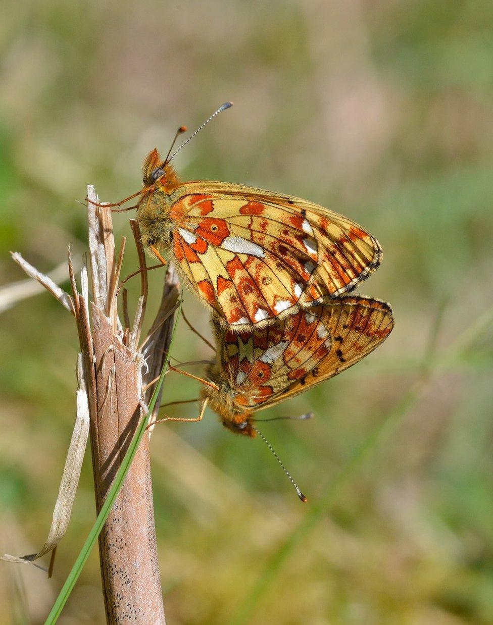 Pearl Bordered Fritillary