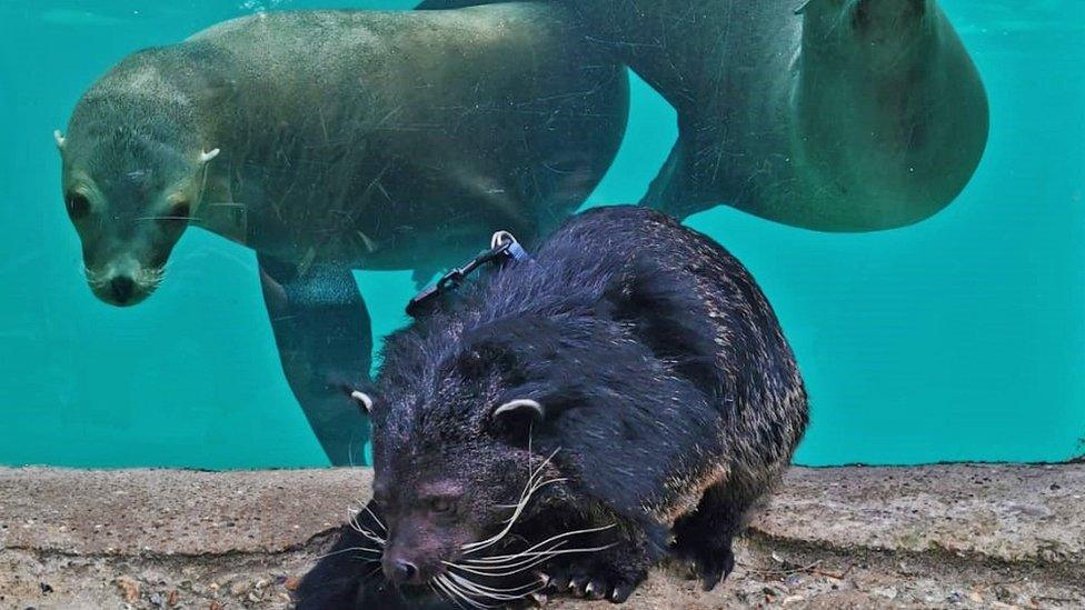 Jackson the bearcat meeting two sea lions