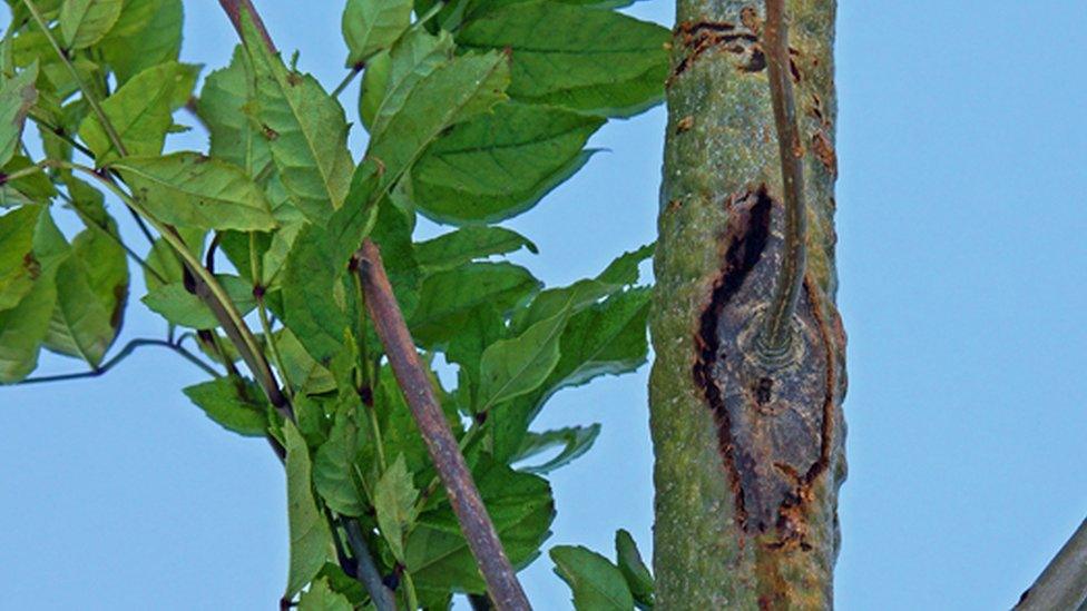 Ash dieback