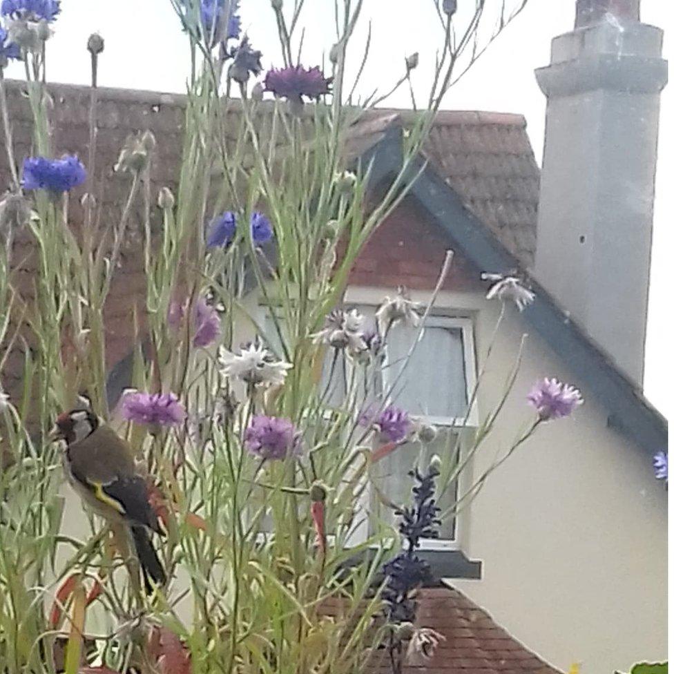 A goldfinch on Hana's cornflowers