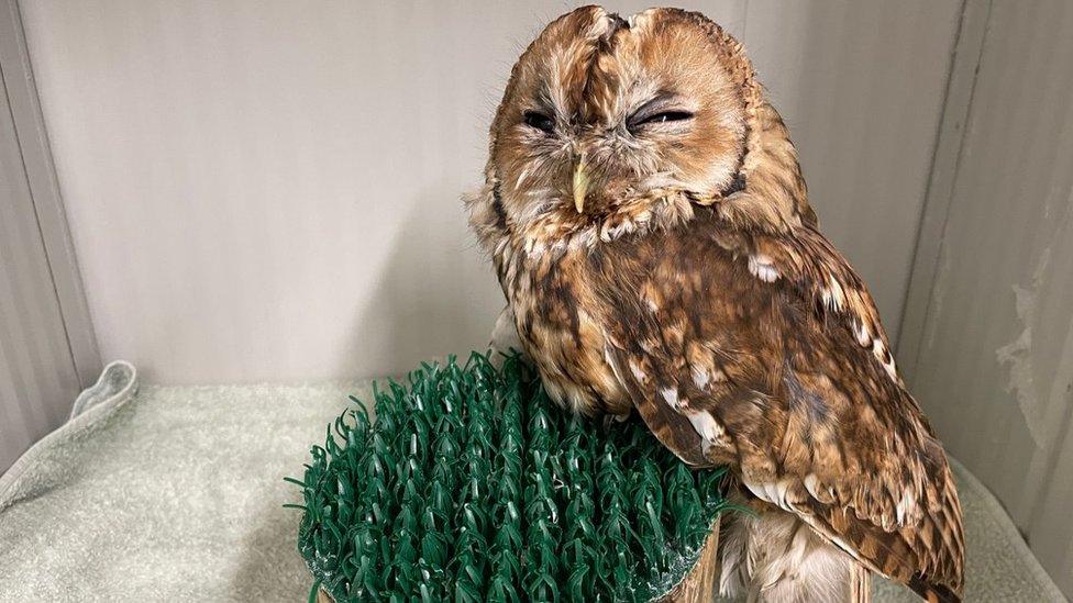 Tawny owl on a perch