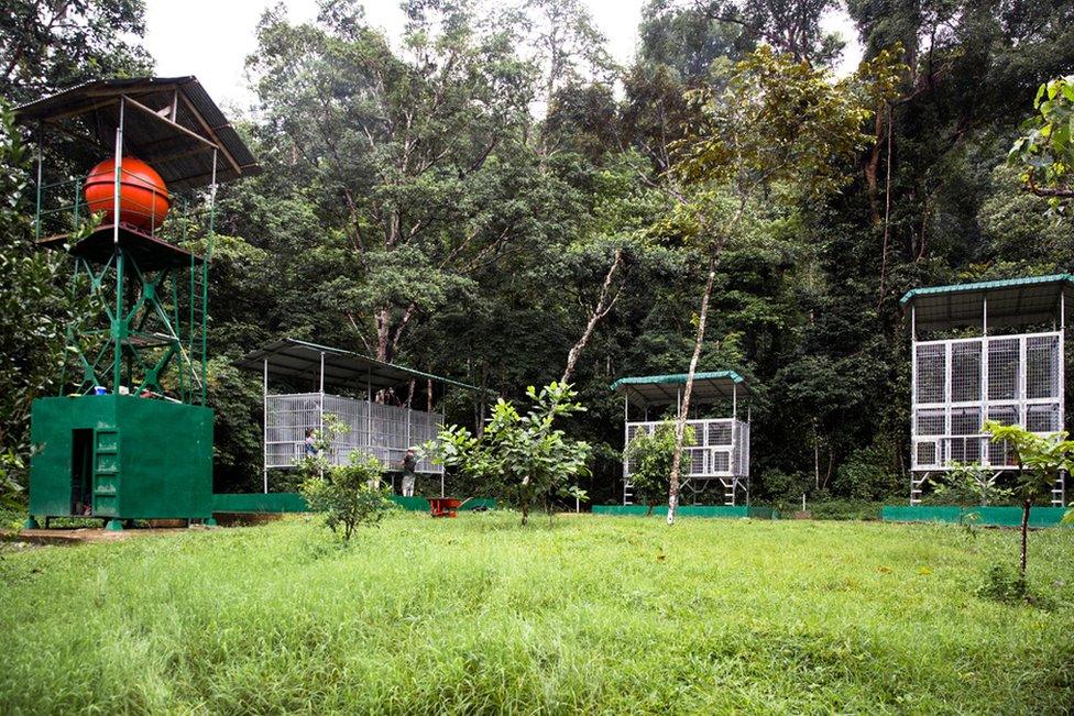 Holding cages for orang-utans at the release site of Jambi, the site of the second new viable breading population of orangutans created by SOCP.