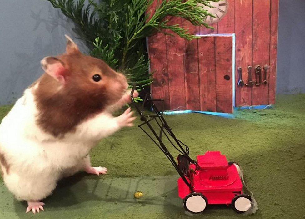 Hamster mowing lawn