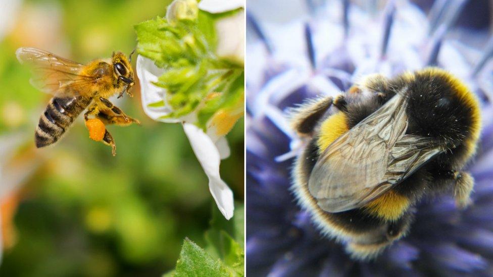 Honey bee on the left, bumble bee on the right