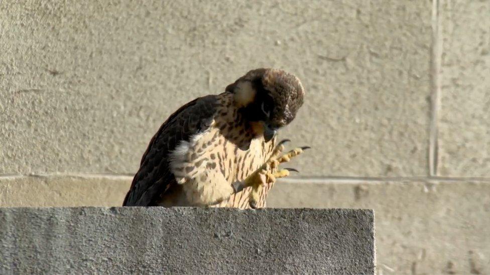 Peregrine on building