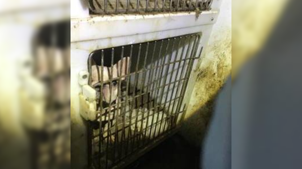 Dog in cage at Newcombe's home